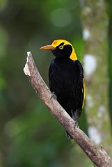 Regent Bowerbird